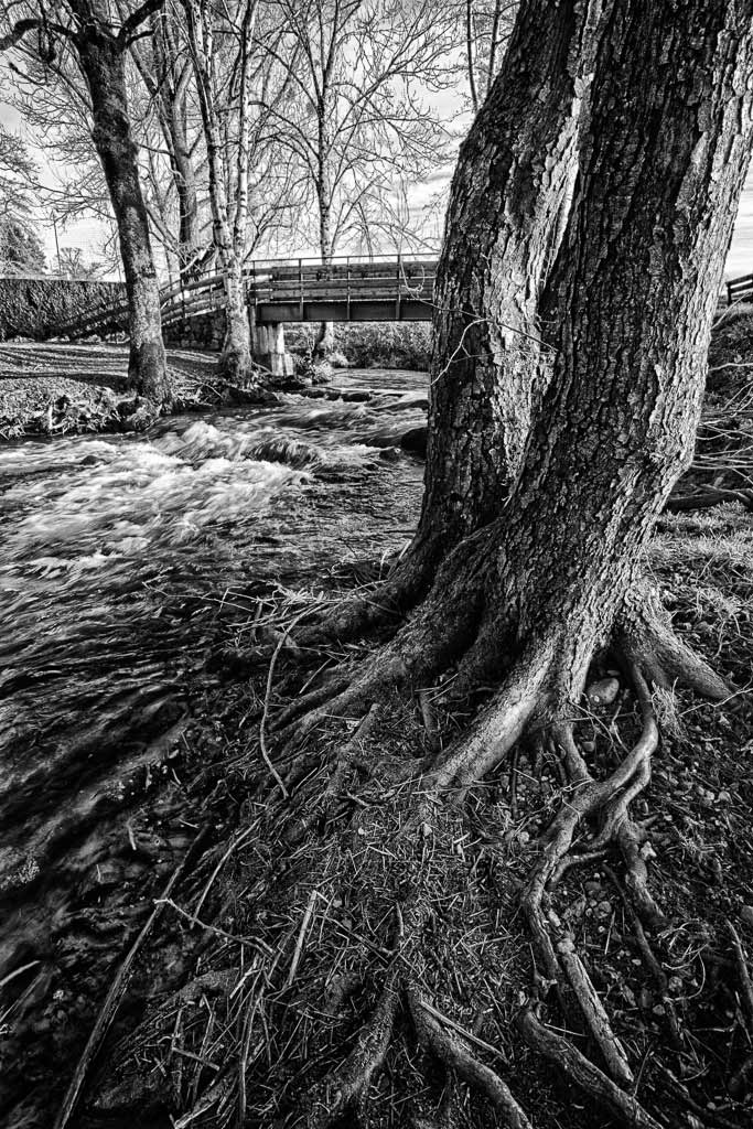 Un arbre avec les racines dans l'eau de la rivière Jussac Cantal
