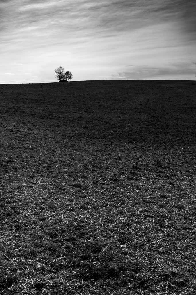 Un bouquet d'arbres seul sur la prairie - Cantal