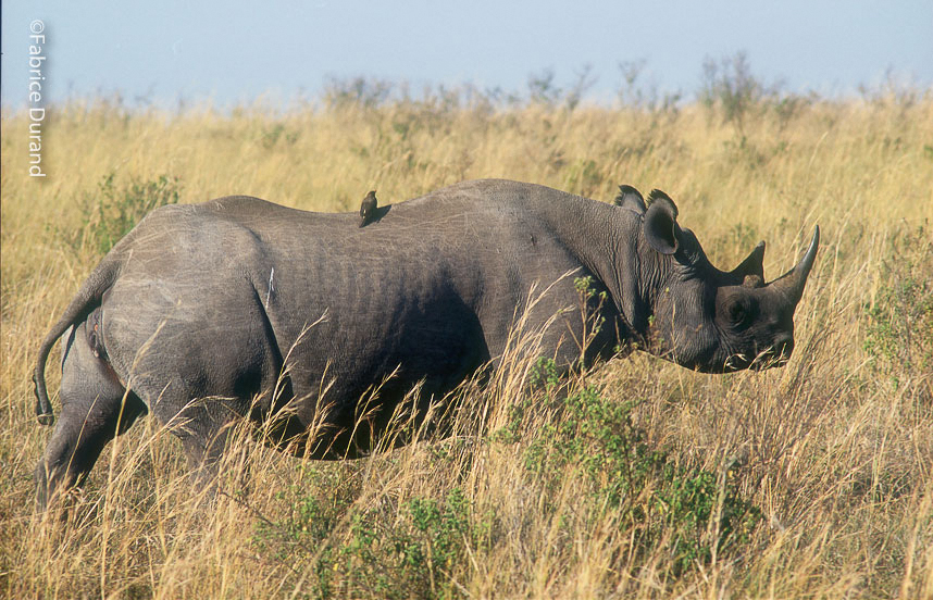 un rhinocéros Noir et son Pic Boeuf savane Kenya