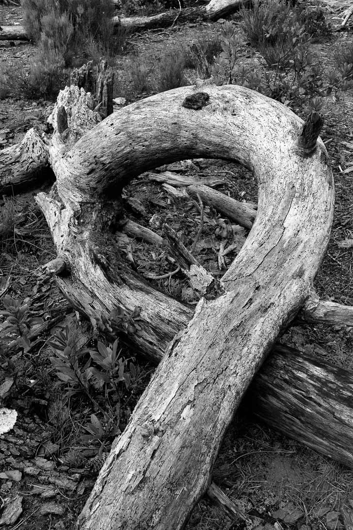 La courbe d'une vieille souche d'arbre
